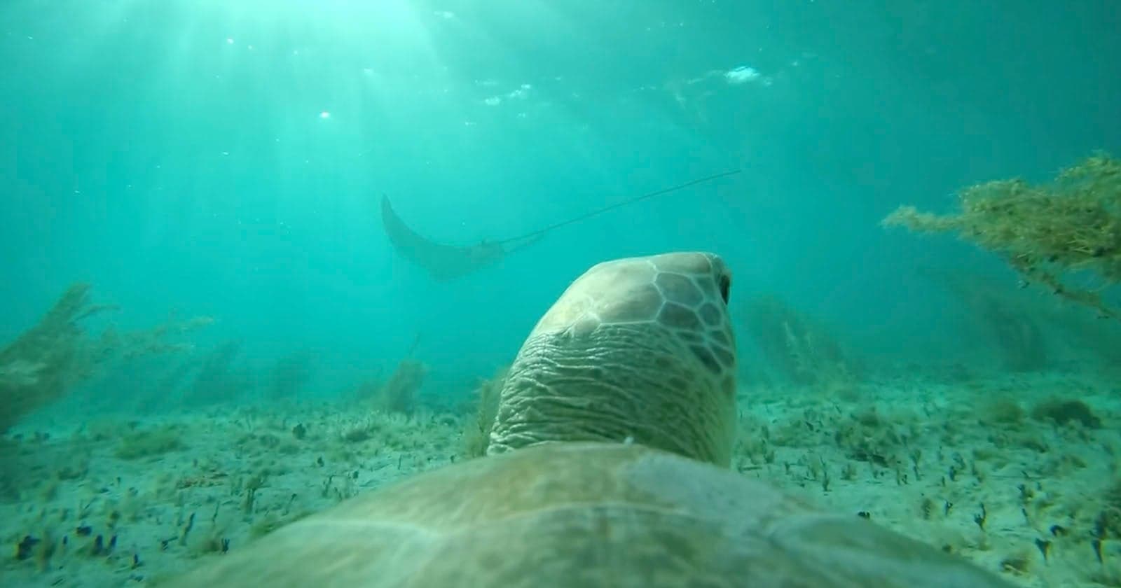 See the Ocean From a Sea Turtle’s Perspective