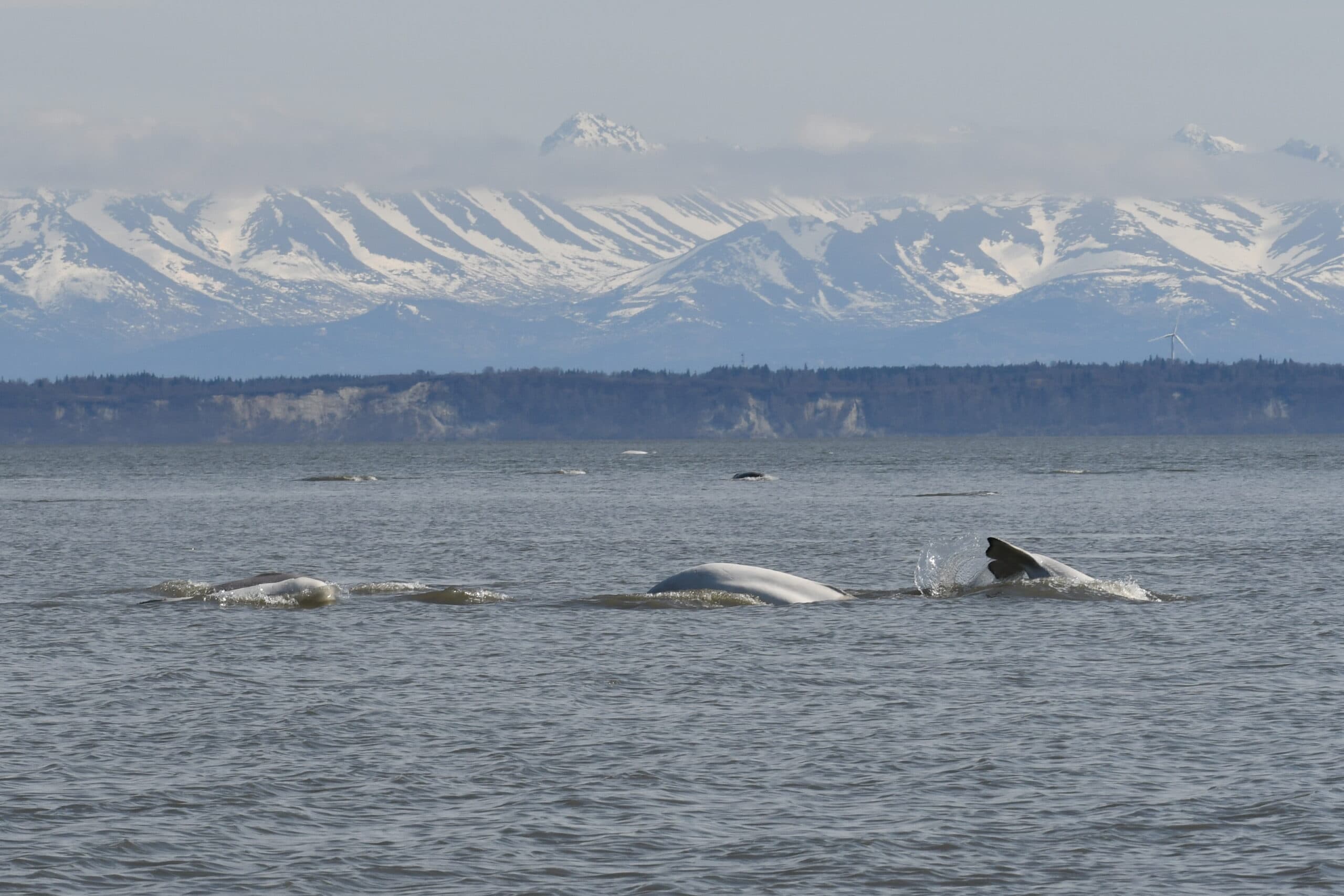 UW researchers decipher beluga calls to bolster conservation efforts